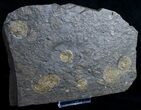 Multiple Plate Of Dactylioceras Ammonites #9708-3